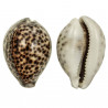 Coquillage cypraea tigris