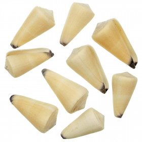 Coquillages conus virgo - 6 à 8 cm - Lot de 2
