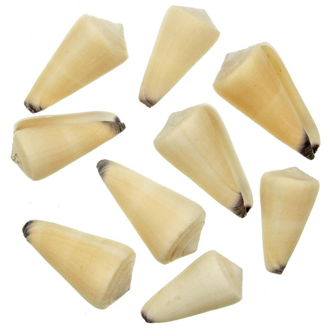 Coquillages conus virgo - 6 à 8 cm - Lot de 2
