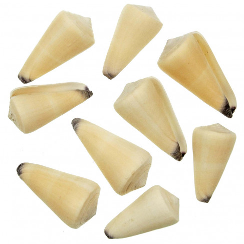 Coquillages conus virgo - 6 à 8 cm - Lot de 2