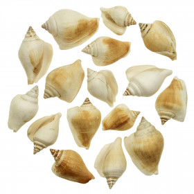 Coquillages strombus canarium - 4 à 6 cm - 100 grammes