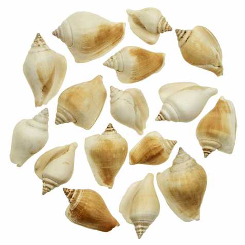 Coquillages strombus canarium - 4 à 6 cm - 100 grammes