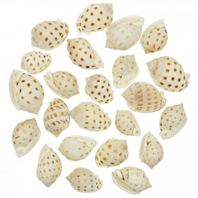 Coquillages semicassis bisulcata - 3 à 5 cm - Lot de 5