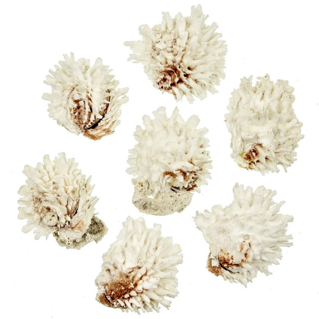 Coquillages chama lazarus entiers - 7 à 8 cm - Lot de 2
