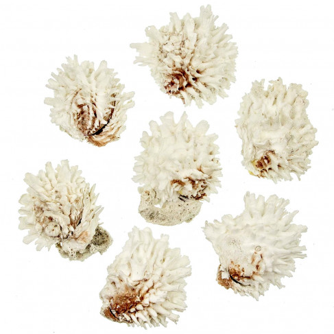Coquillages chama lazarus entiers - 7 à 8 cm - Lot de 2