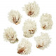 Coquillages chama lazarus entiers - 7 à 8 cm - Lot de 2