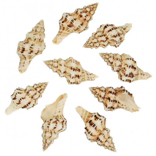 Coquillages fasciolaria belcheri - 9 à 10 cm - Lot de 2