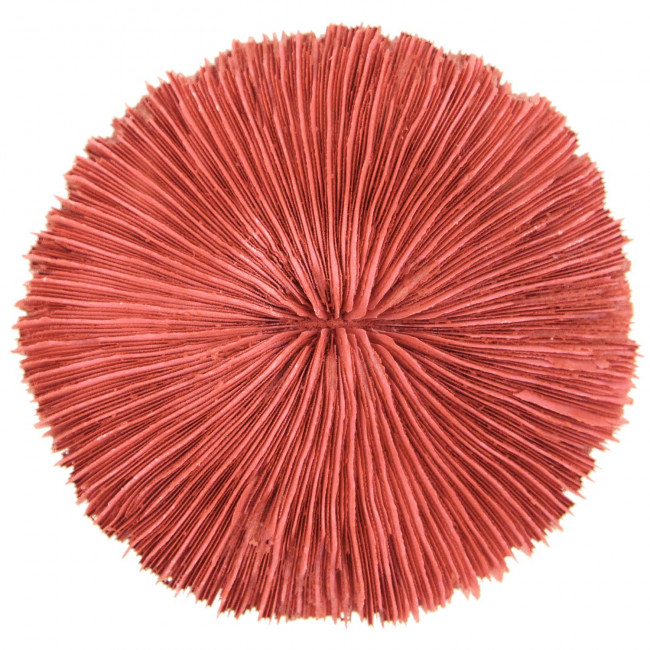 Corail fungia fungites rouge