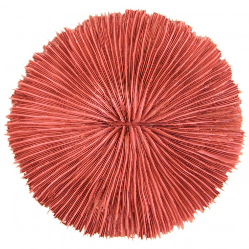 Corail fungia fungites rouge