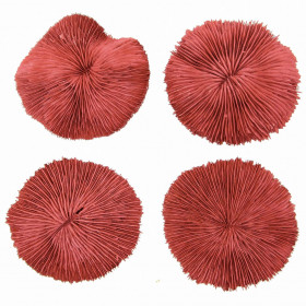 Corail fungia fungites rouge