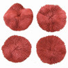 Corail fungia fungites rouge
