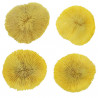 Corail fungia fungites jaune