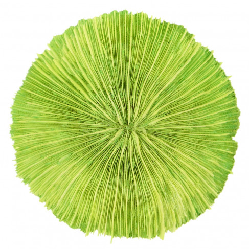 Corail fungia fungites vert