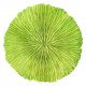 Corail fungia fungites vert