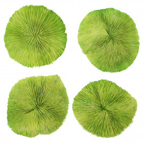 Corail fungia fungites vert