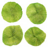 Corail fungia fungites vert