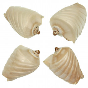 Coquillage voluta nobilis taillé et poli