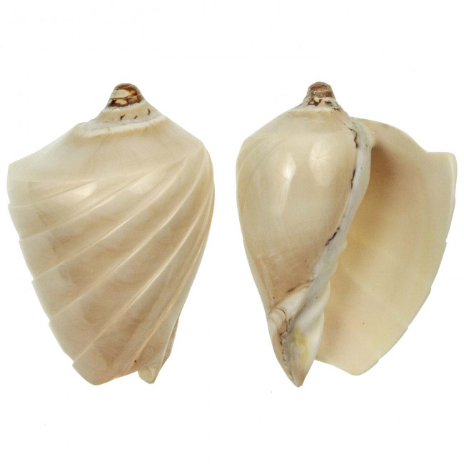 Coquillage voluta nobilis taillé et poli