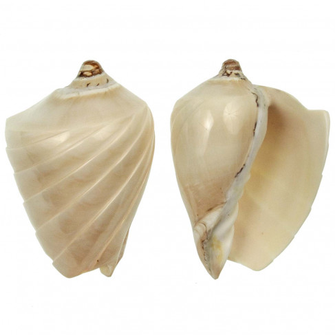 Coquillage voluta nobilis taillé et poli