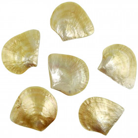 Coquillage pinctada maxima nacré