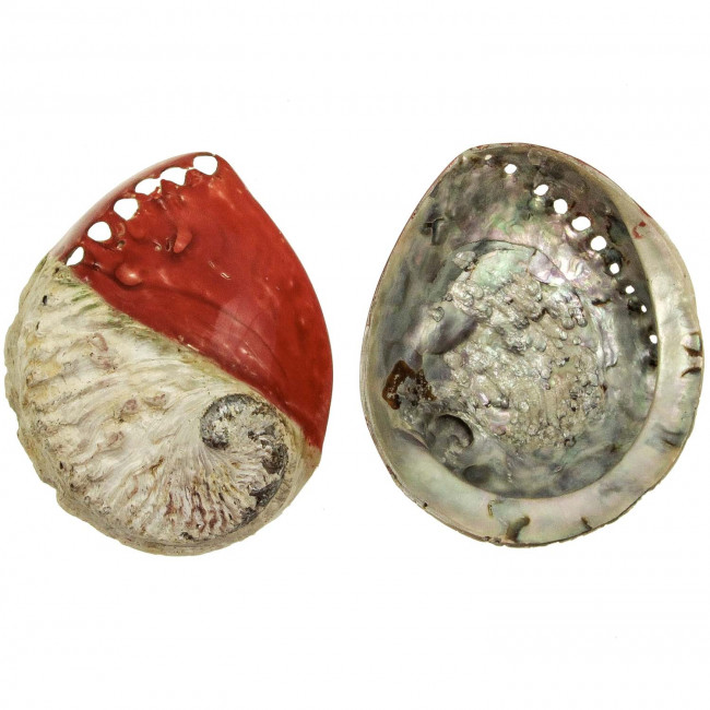 Coquillage haliotis mi-teinté rouge