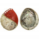 Coquillage haliotis mi-teinté rouge