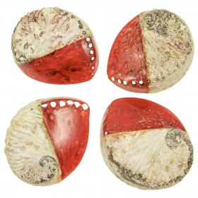 Coquillage haliotis mi-teinté rouge