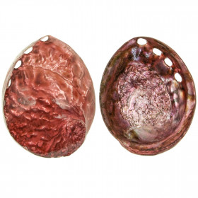 Coquillage haliotis corrugata nacré teinté rouge