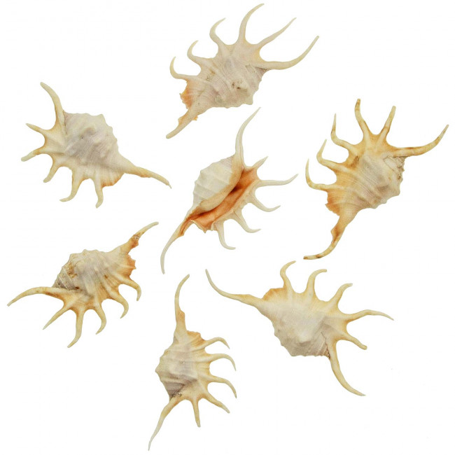 Coquillages lambis crocata - 9 à 12 cm - Lot de 2