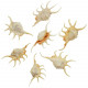 Coquillages lambis crocata - 9 à 12 cm - Lot de 2