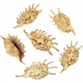 Coquillages lambis millipeda - 12 à 14 cm - Lot de 2