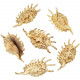 Coquillages lambis millipeda - 12 à 14 cm - Lot de 2