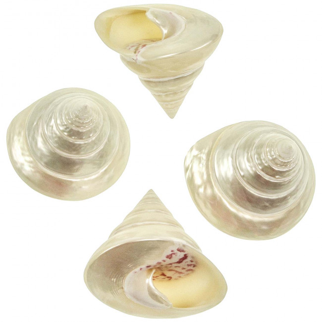 Coquillage trochus nicolitus nacré poli