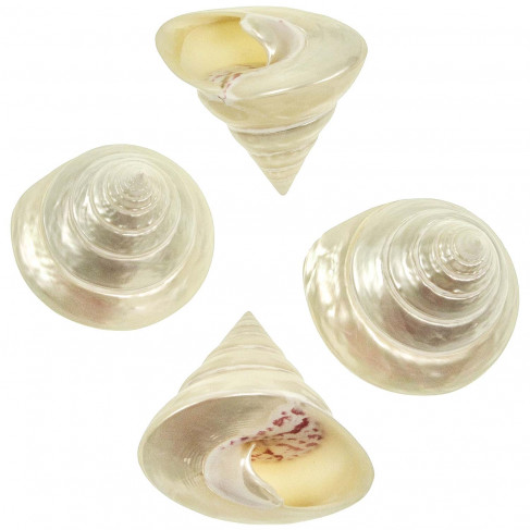 Coquillage trochus nicolitus nacré poli
