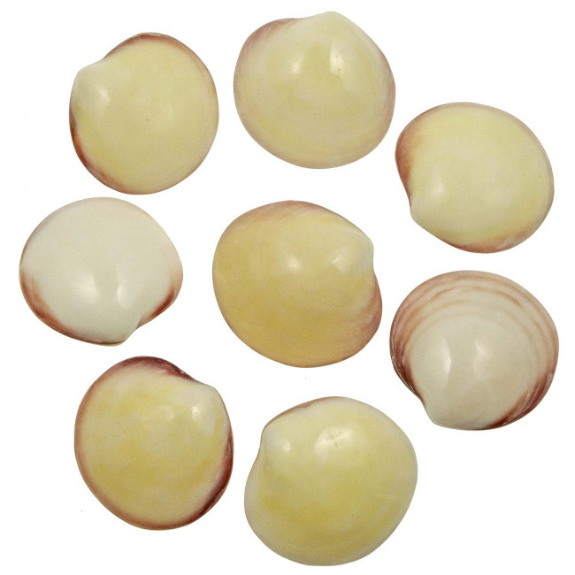 Coquillages codakia tigrina poli entier - 5 à 6 cm - Lot de 2
