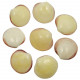 Coquillages codakia tigrina poli entier - 5 à 6 cm - Lot de 2