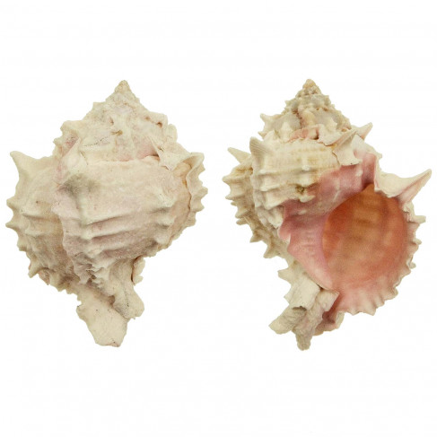 Coquillage muricanthus erythrostomus