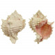 Coquillage muricanthus erythrostomus