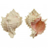 Coquillage muricanthus erythrostomus