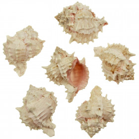 Coquillage muricanthus erythrostomus