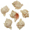 Coquillage muricanthus erythrostomus