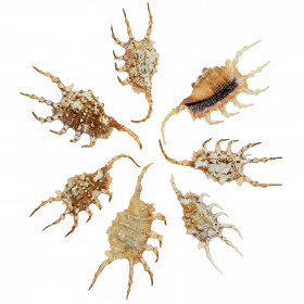 Coquillages lambis scorpio - 8 à 12 cm - Lot de 2