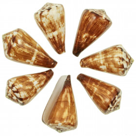 Coquillages conus vexillum polis - 8 à 10 cm - lot de 2