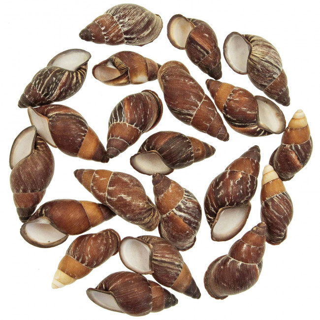 Coquillages helicostyla mindorensis - 5 à 6 cm - lot de 10