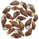Coquillages helicostyla mindorensis - 5 à 6 cm - lot de 10