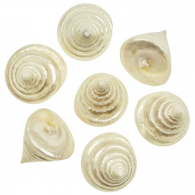 Coquillages tectus pyramis nacrés - 6 à 7 cm - lot de 2