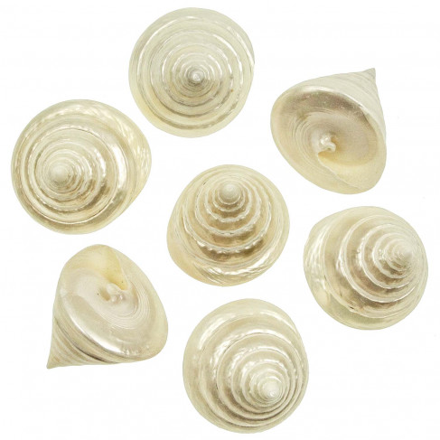 Coquillages tectus pyramis nacrés - 6 à 7 cm - lot de 2