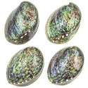 Coquillage haliotis abalone poli