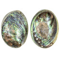 Coquillage haliotis abalone poli
