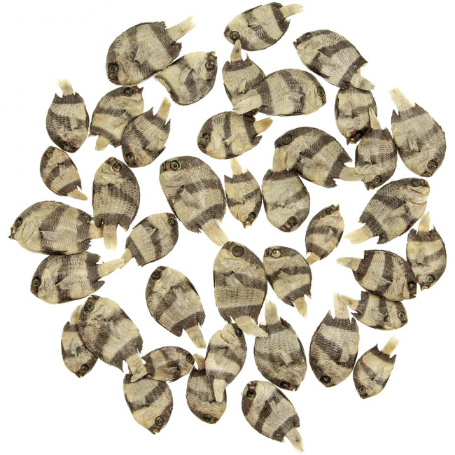 Petits poissons naturalisés - 3 à 5 cm - Lot de 10